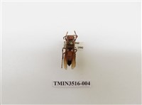 藏品(黃腰虎頭蜂)的圖片